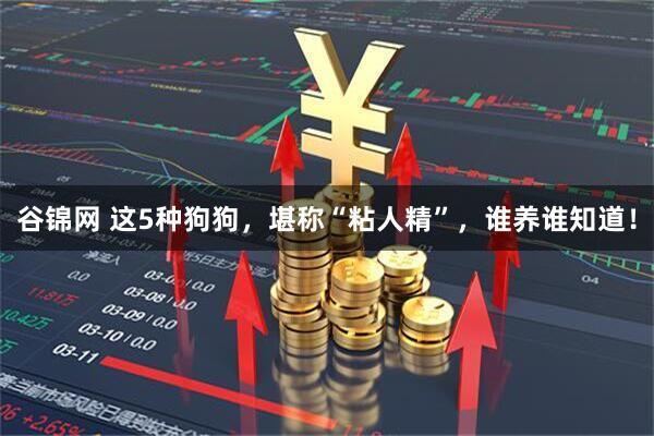 谷锦网 这5种狗狗，堪称“粘人精”，谁养谁知道！