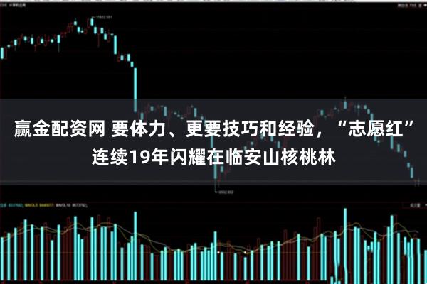 赢金配资网 要体力、更要技巧和经验，“志愿红”连续19年闪耀在临安山核桃林